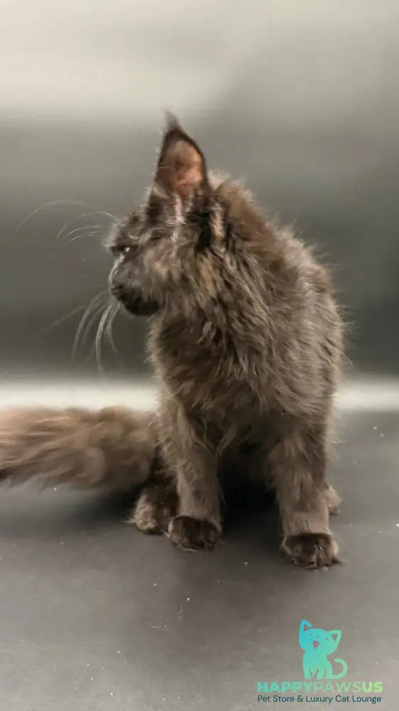 Wanda Maine Coon female black - live animals