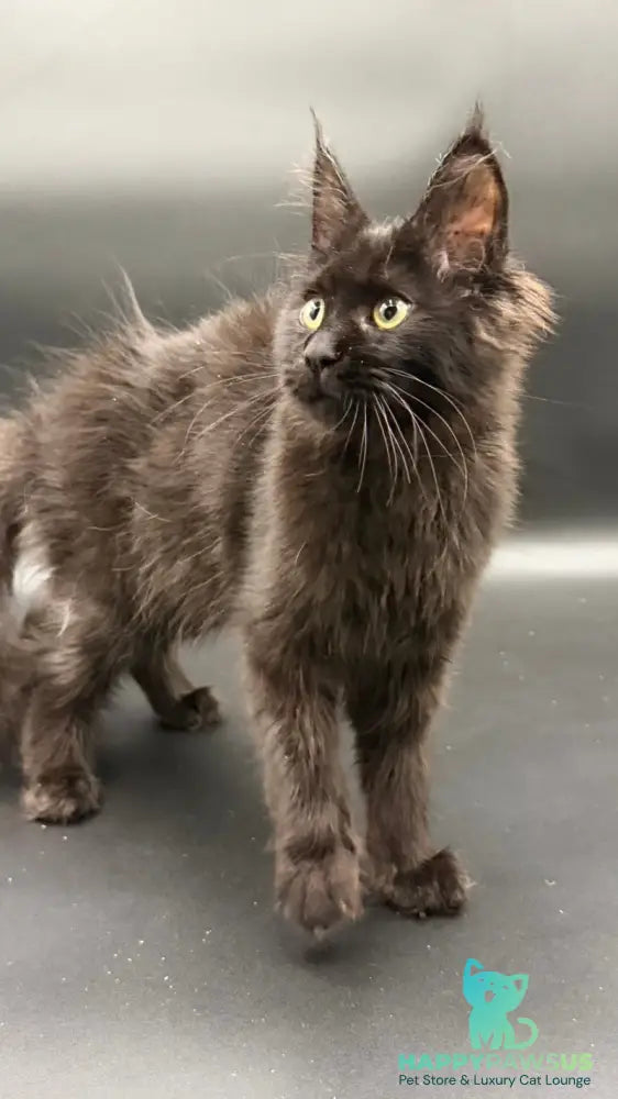 Wanda Maine Coon female black - live animals