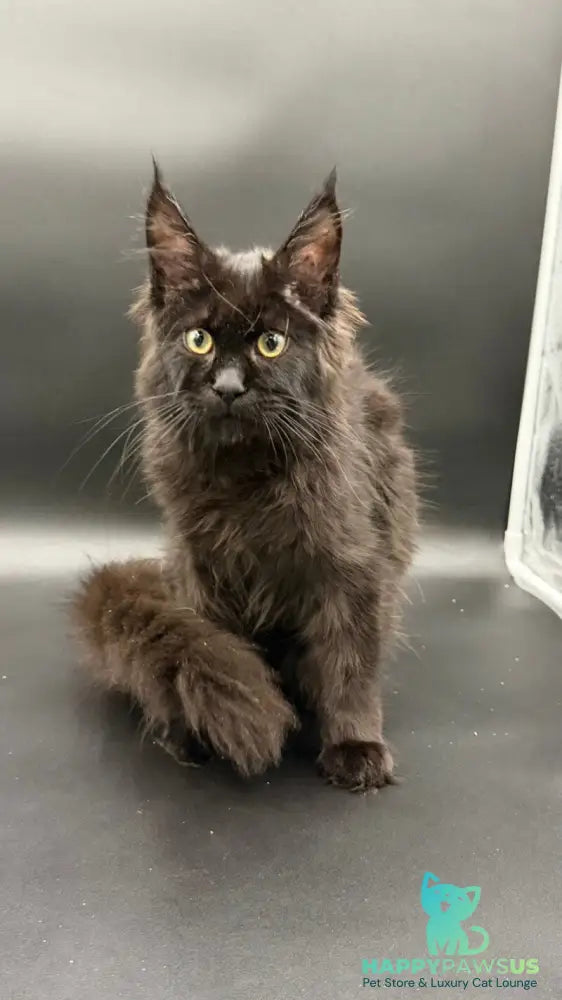 Wanda Maine Coon female black - live animals