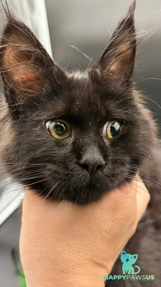 Wanda Maine Coon female black - live animals