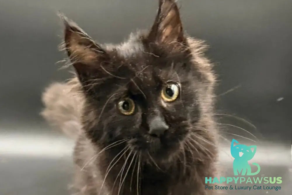 Wanda Maine Coon female black - live animals