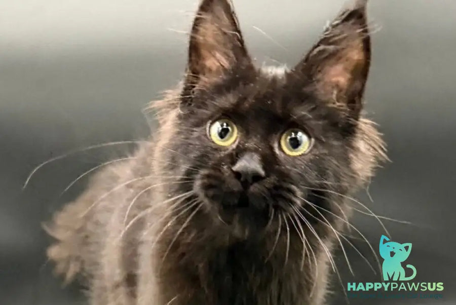 Wanda Maine Coon female black - live animals