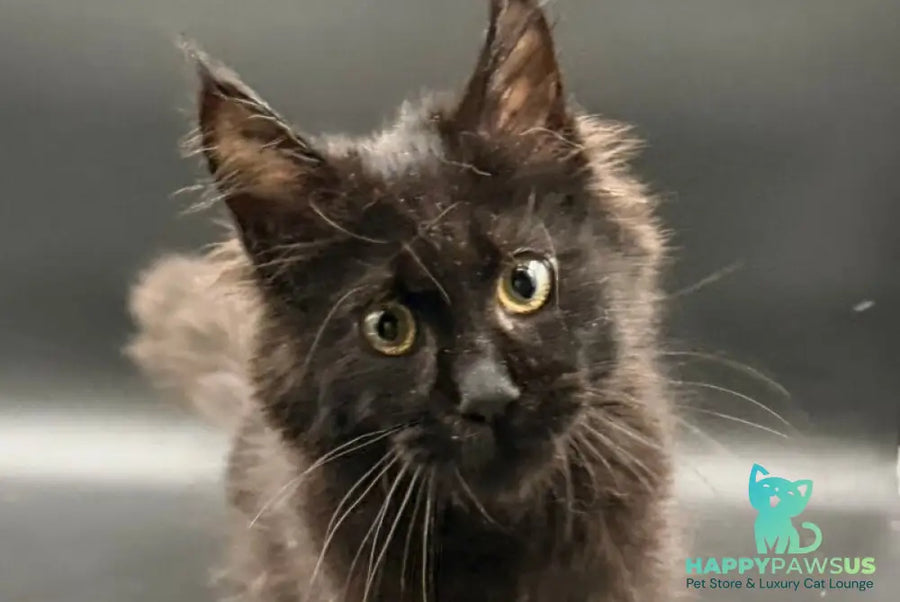 Wanda Maine Coon female black - live animals