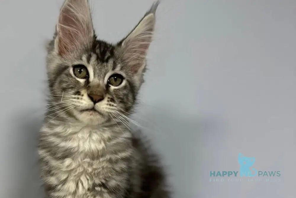 Wanda Maine Coon female black silver tabby live animals