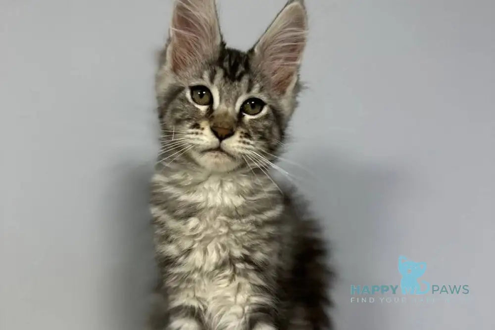 Wanda Maine Coon female black silver tabby live animals