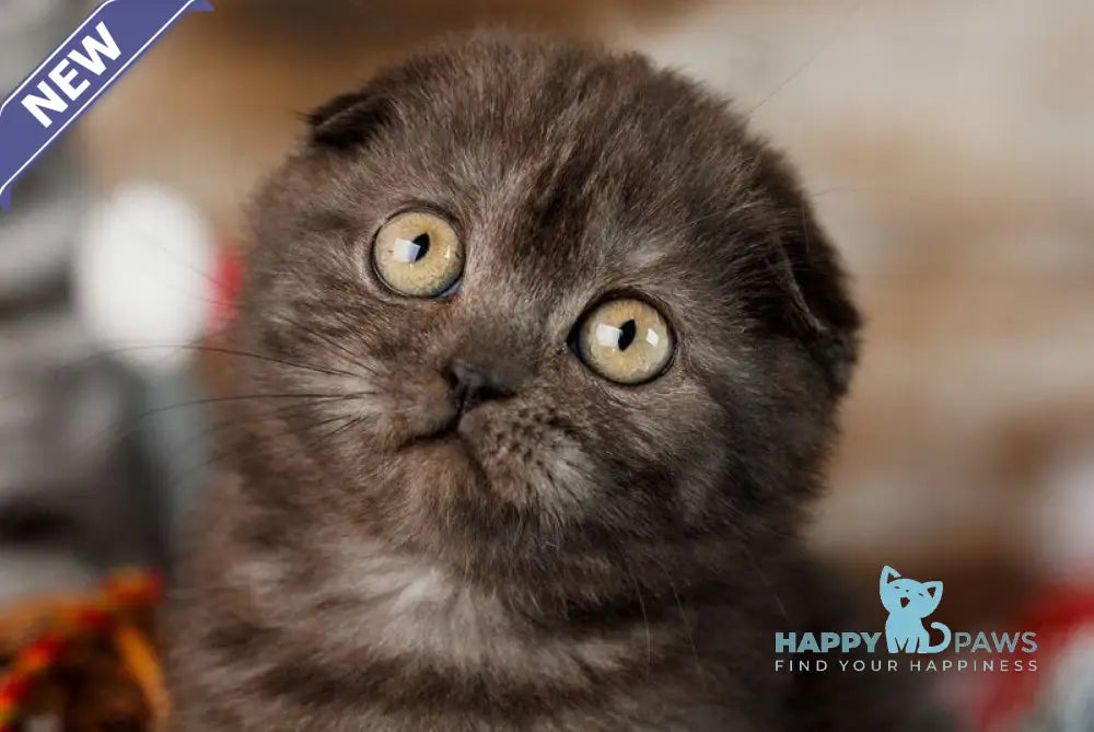 Wanda Scottish Fold female black silver live animals