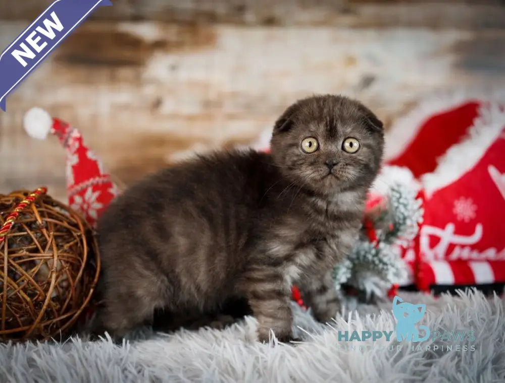 Wanda Scottish Fold female black silver live animals