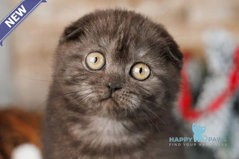 Wanda Scottish Fold female black silver live animals