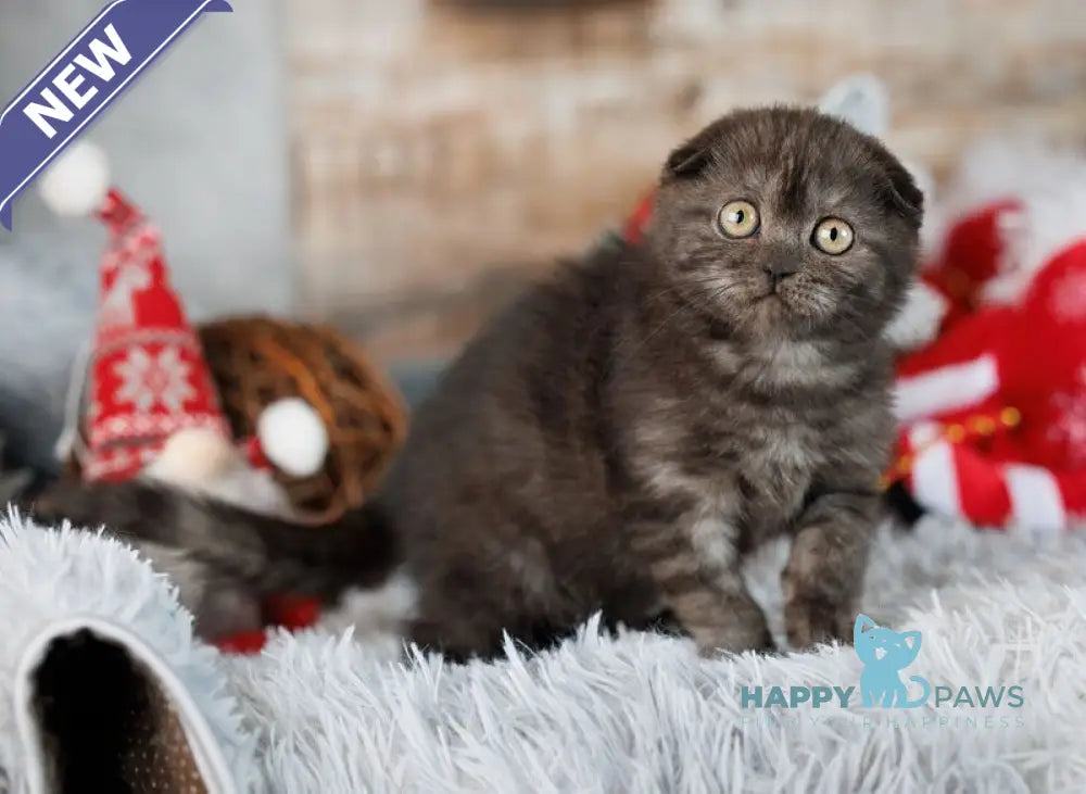 Wanda Scottish Fold female black silver live animals