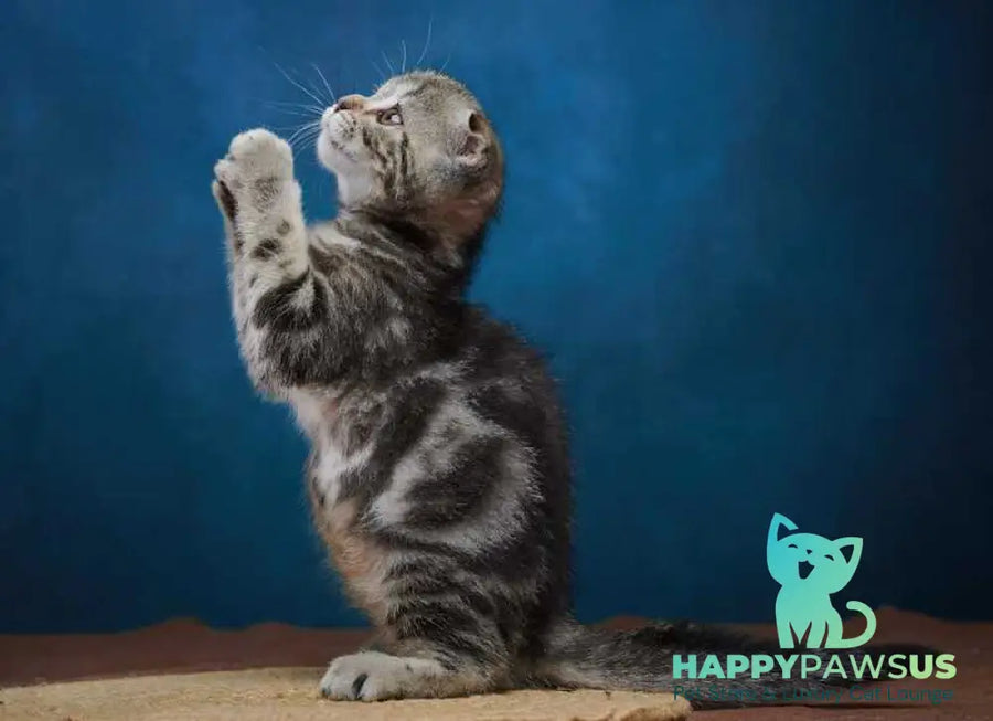 Wanda Scottish Fold female black tabby - live animals