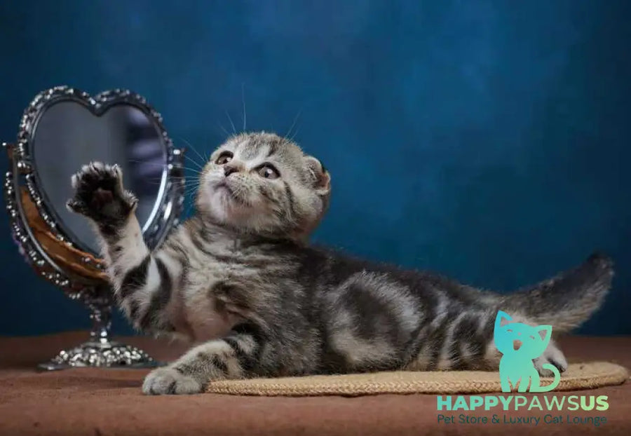 Wanda Scottish Fold female black tabby - live animals