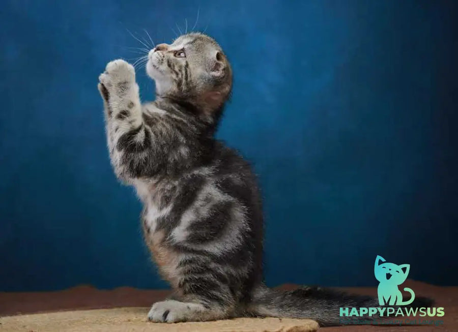 Wanda Scottish Fold female black tabby - live animals
