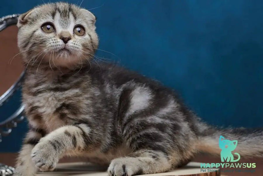 Wanda Scottish Fold female black tabby - live animals