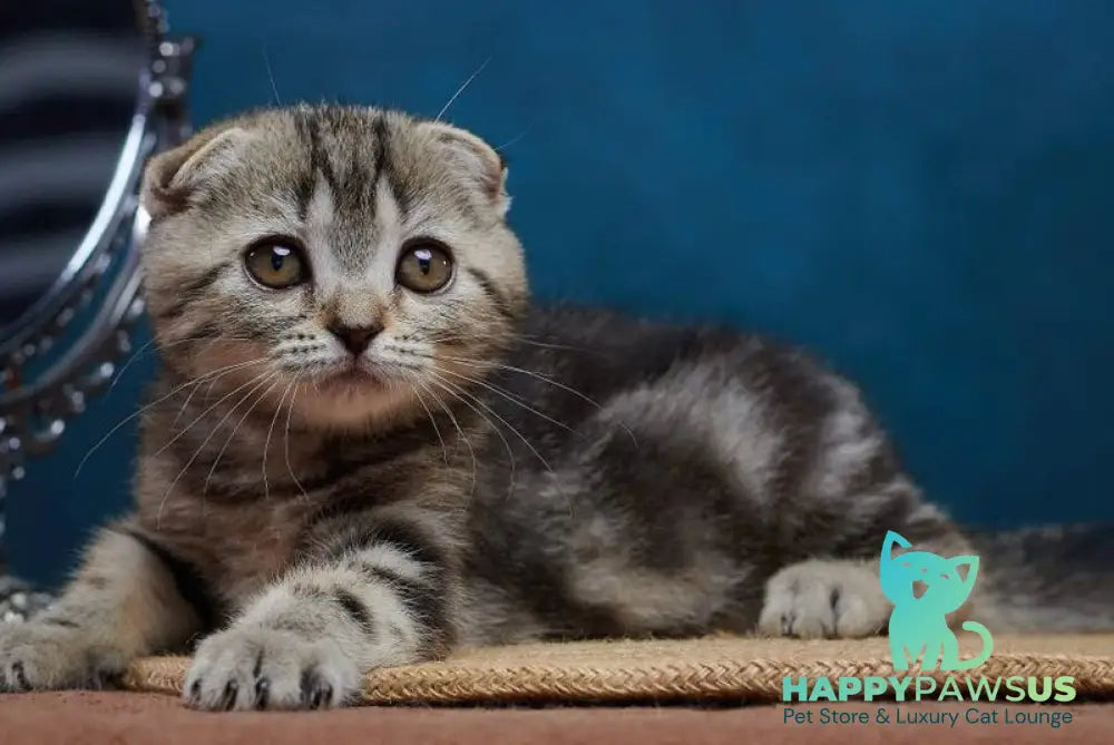Wanda Scottish Fold female black tabby - live animals