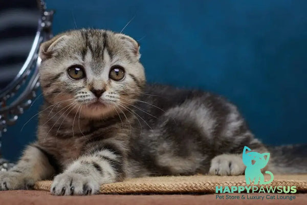 Wanda Scottish Fold female black tabby - live animals