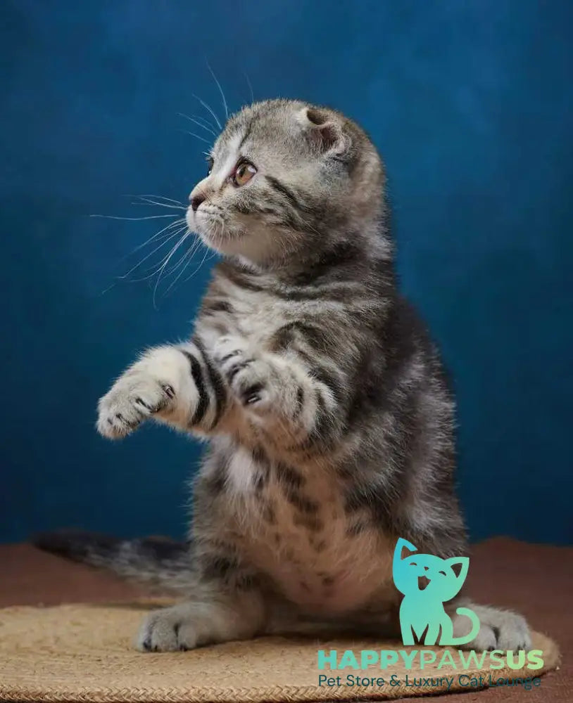 Wanda Scottish Fold female black tabby - live animals