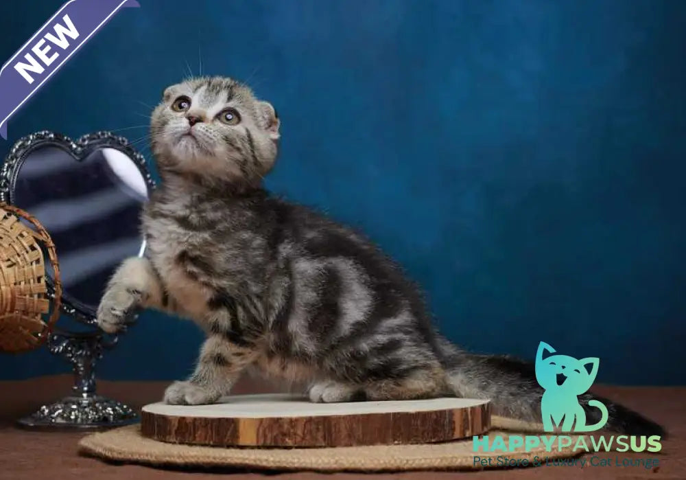 Wanda Scottish Fold female black tabby - live animals