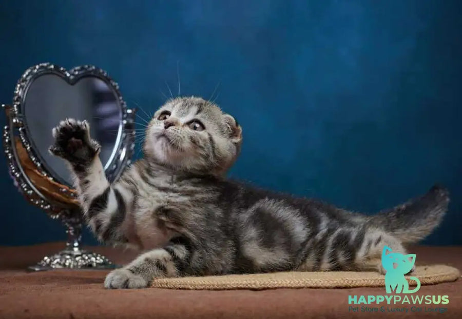 Wanda Scottish Fold female black tabby - live animals