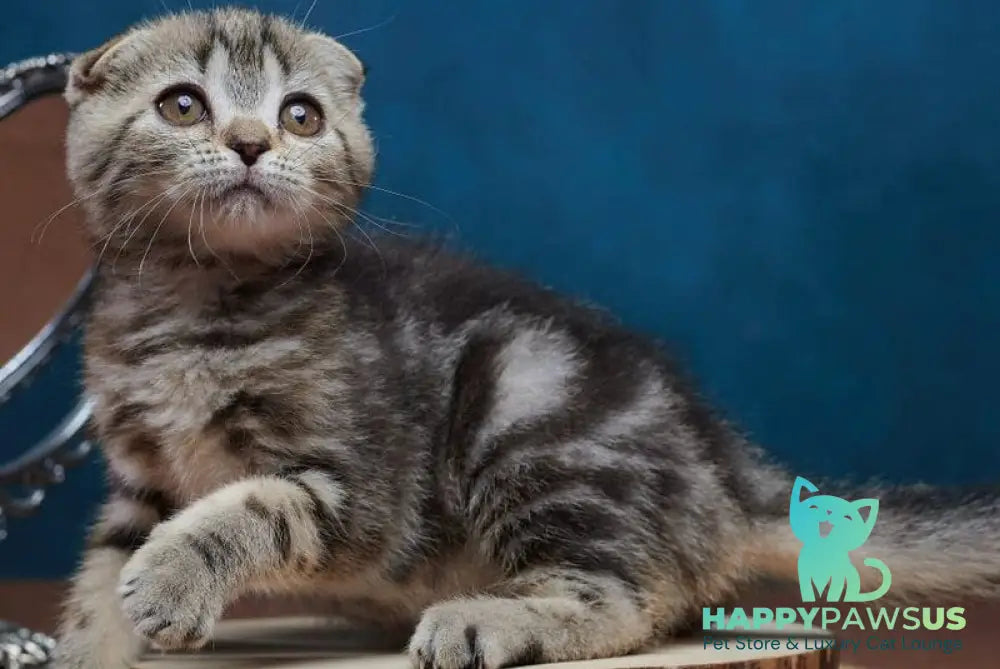 Wanda Scottish Fold female black tabby - live animals