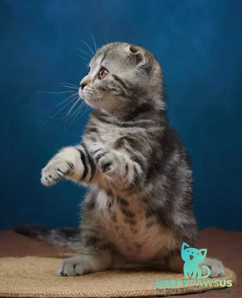 Wanda Scottish Fold female black tabby - live animals
