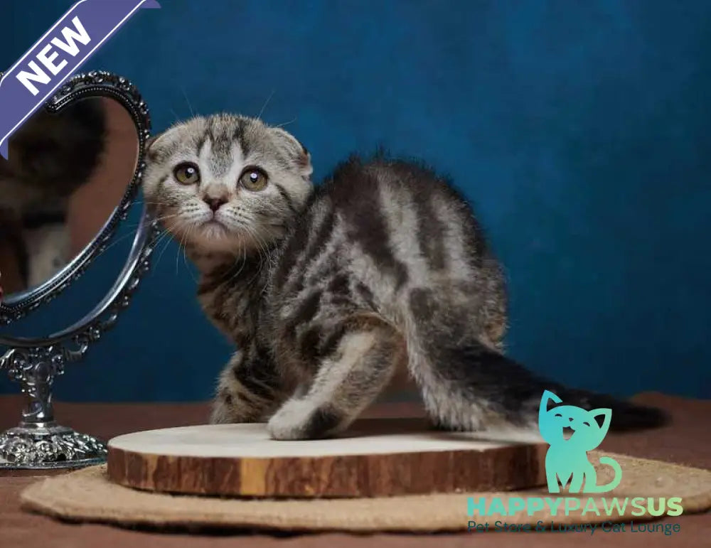 Wanda Scottish Fold female black tabby - live animals