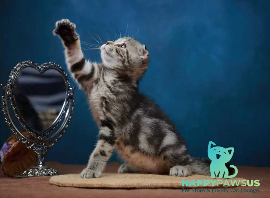 Wanda Scottish Fold female black tabby - live animals