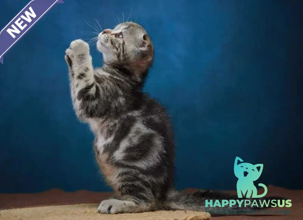 Wanda Scottish Fold female black tabby - live animals