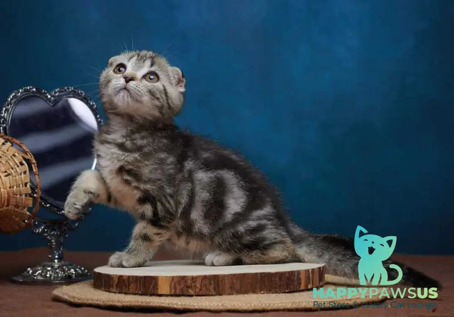 Wanda Scottish Fold female black tabby - live animals