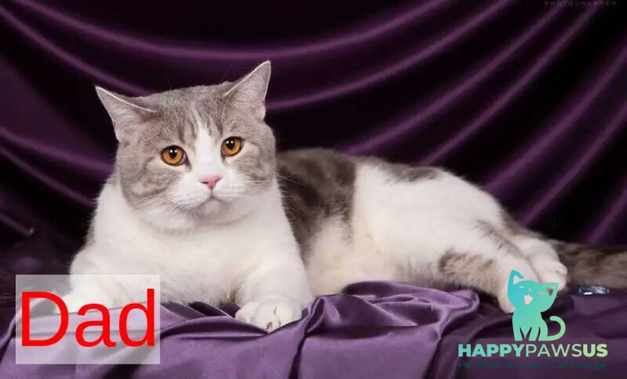 Wanda Scottish Fold female black tabby - live animals