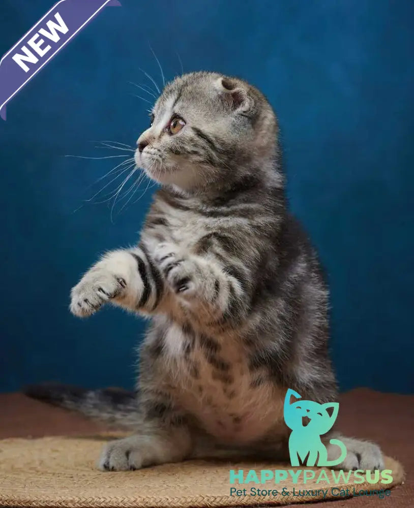 Wanda Scottish Fold female black tabby - live animals