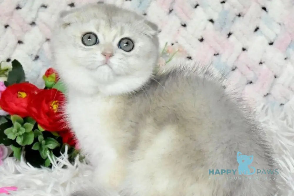 Wanesa Scottish Fold female blue golden shaded live animals