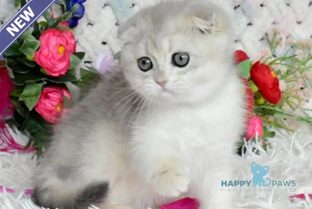 Wanesa Scottish Fold female blue golden shaded live animals