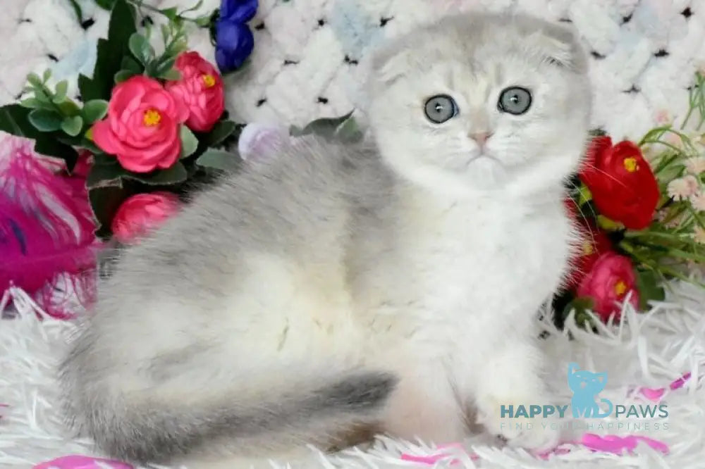 Wanesa Scottish Fold female blue golden shaded live animals