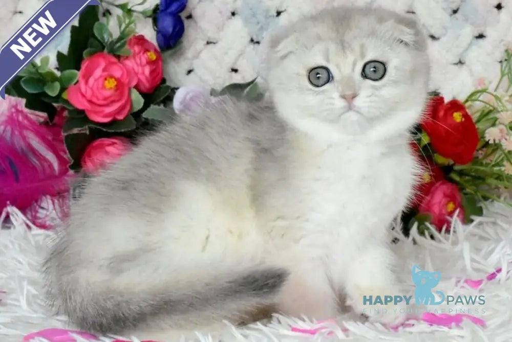 Wanesa Scottish Fold female blue golden shaded live animals