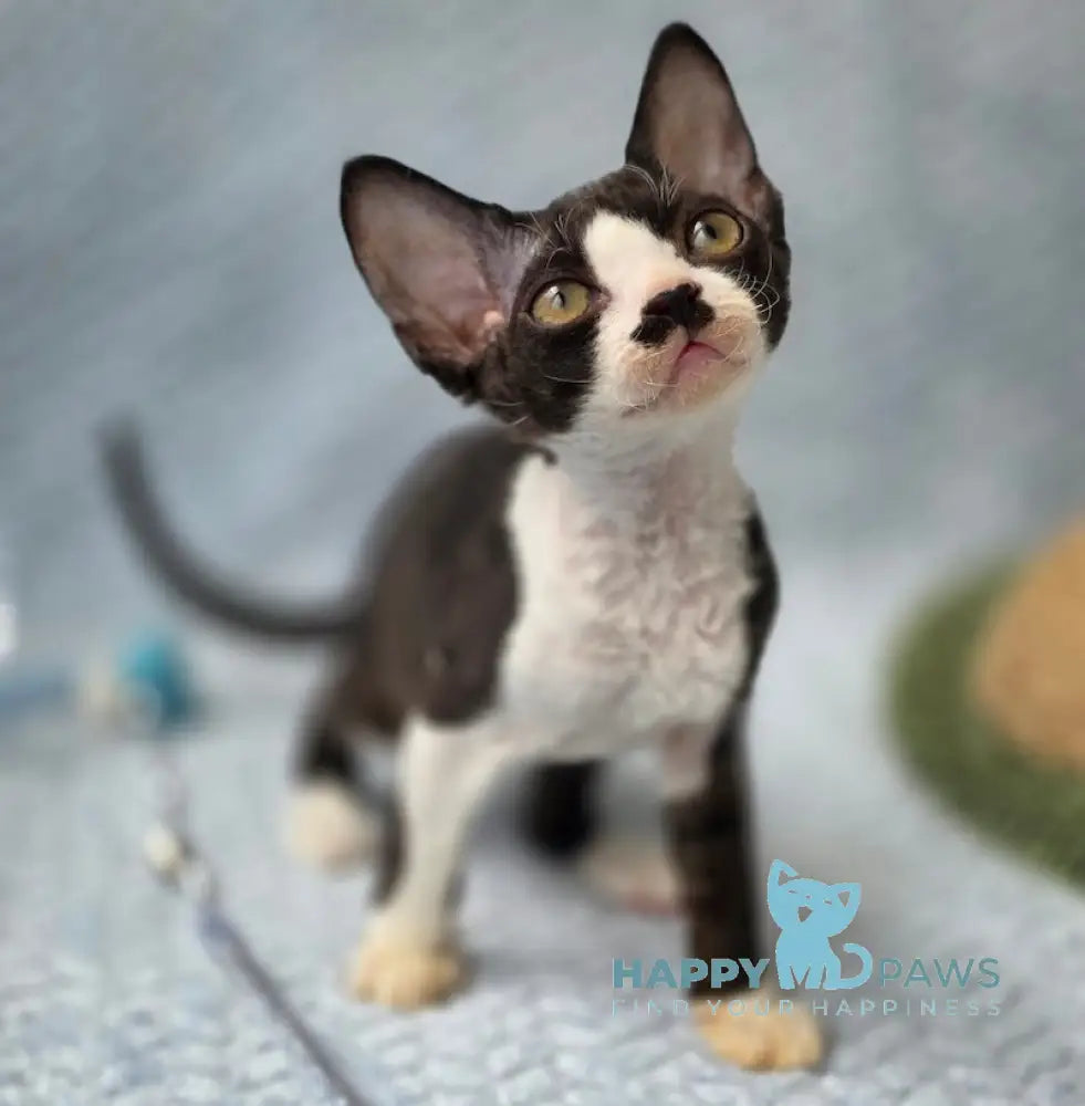 Wanessa Devon Rex female black bicolour live animals
