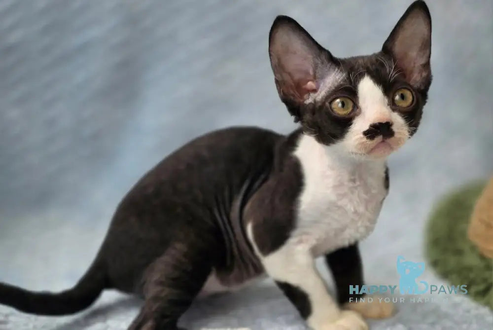 Wanessa Devon Rex female black bicolour live animals