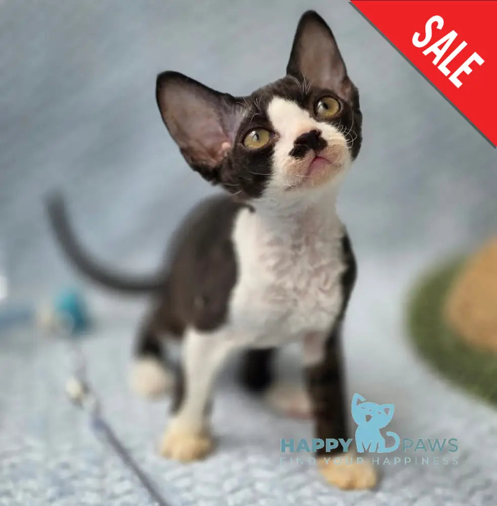 Wanessa Devon Rex female black bicolour live animals