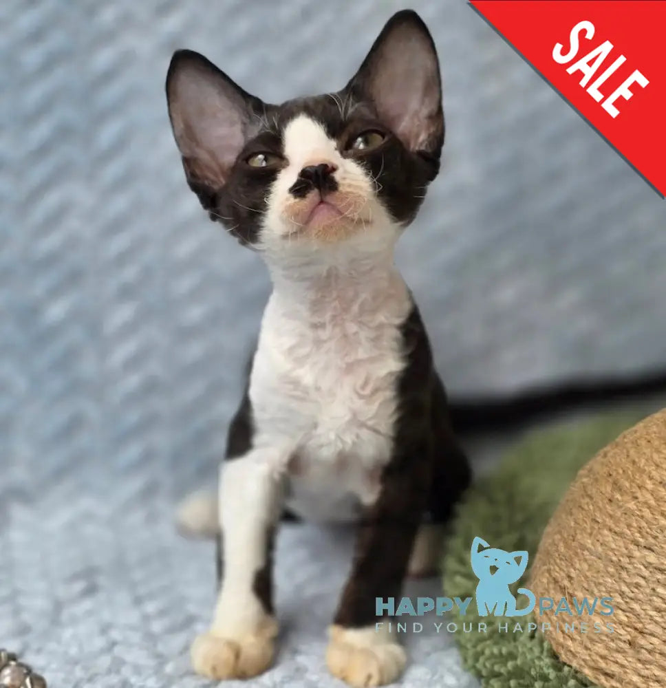 Wanessa Devon Rex female black bicolour live animals