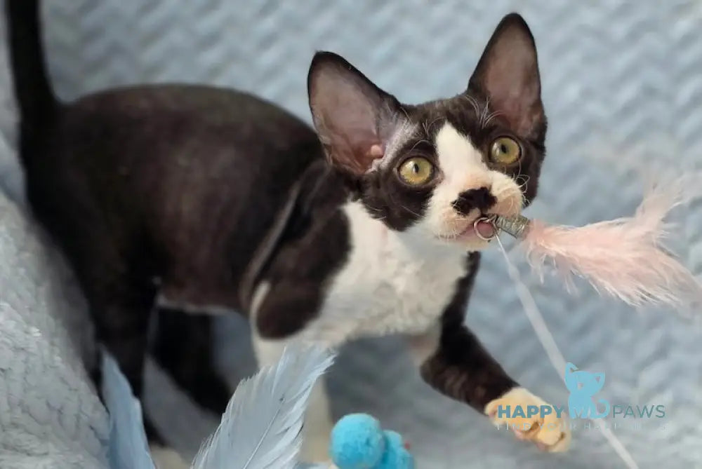 Wanessa Devon Rex female black bicolour live animals
