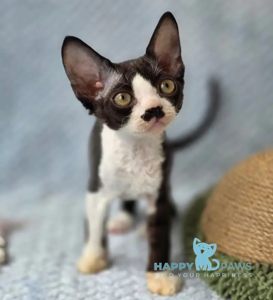 Wanessa Devon Rex female black bicolour live animals