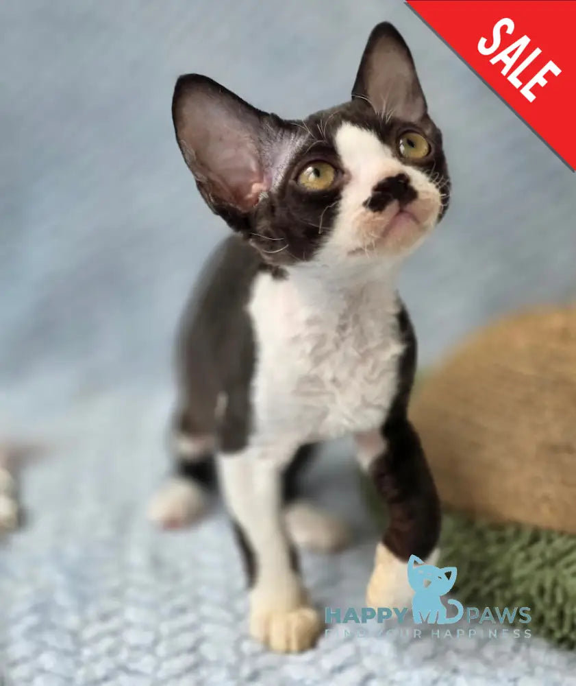 Wanessa Devon Rex female black bicolour live animals