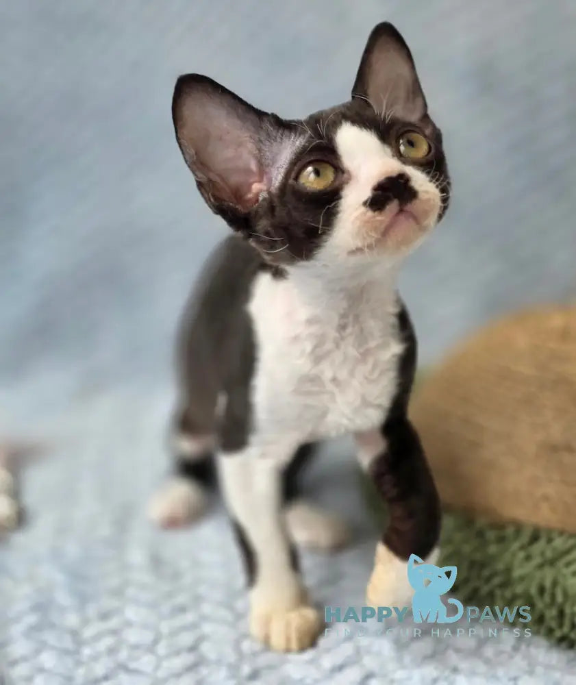 Wanessa Devon Rex female black bicolour live animals
