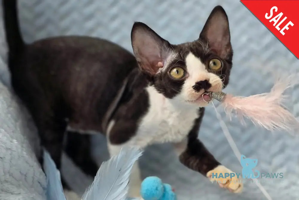 Wanessa Devon Rex female black bicolour live animals