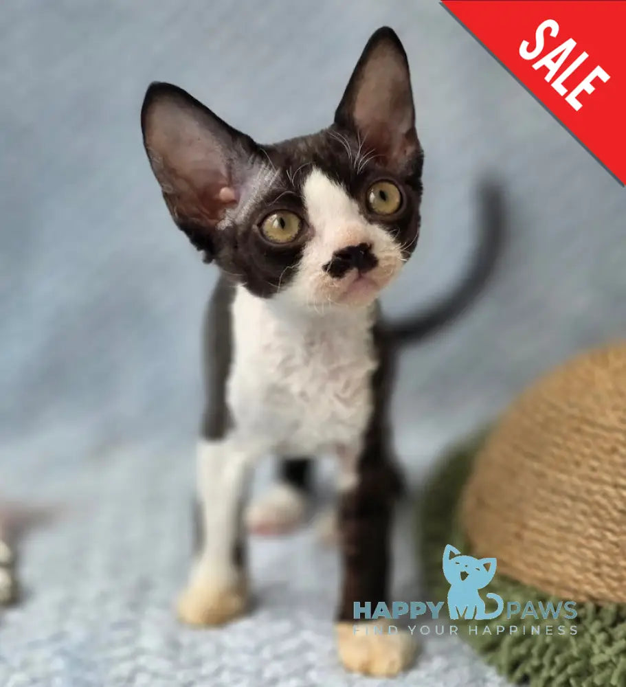 Wanessa Devon Rex female black bicolour live animals