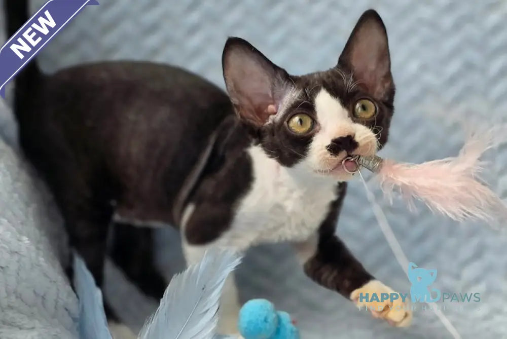 Wanessa Devon Rex female black bicolour live animals