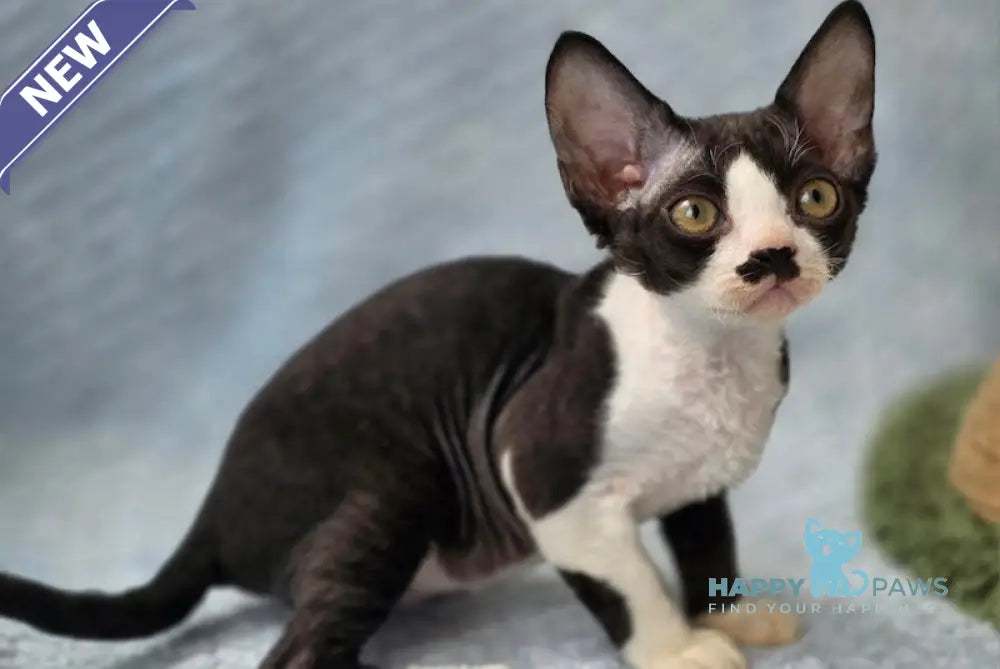 Wanessa Devon Rex female black bicolour live animals