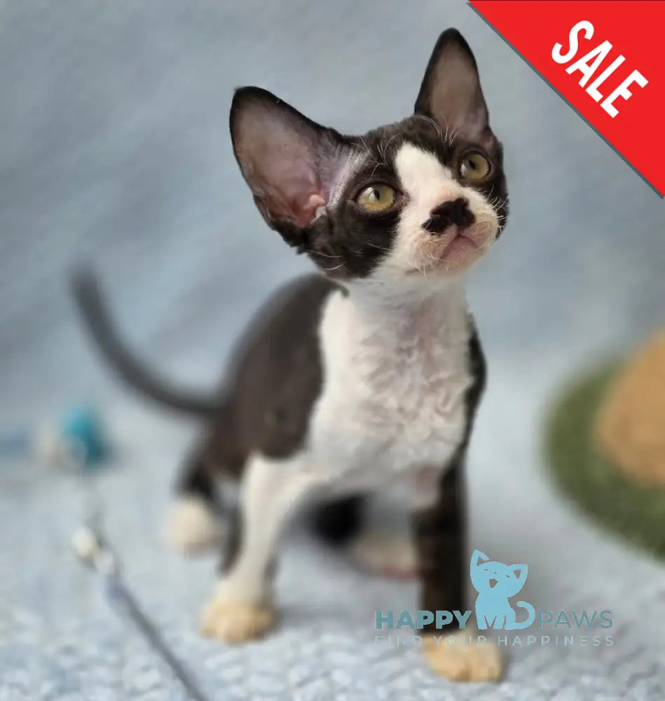 Wanessa Devon Rex female black bicolour live animals