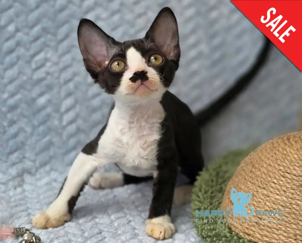 Wanessa Devon Rex female black bicolour live animals