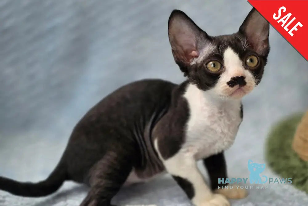 Wanessa Devon Rex female black bicolour live animals