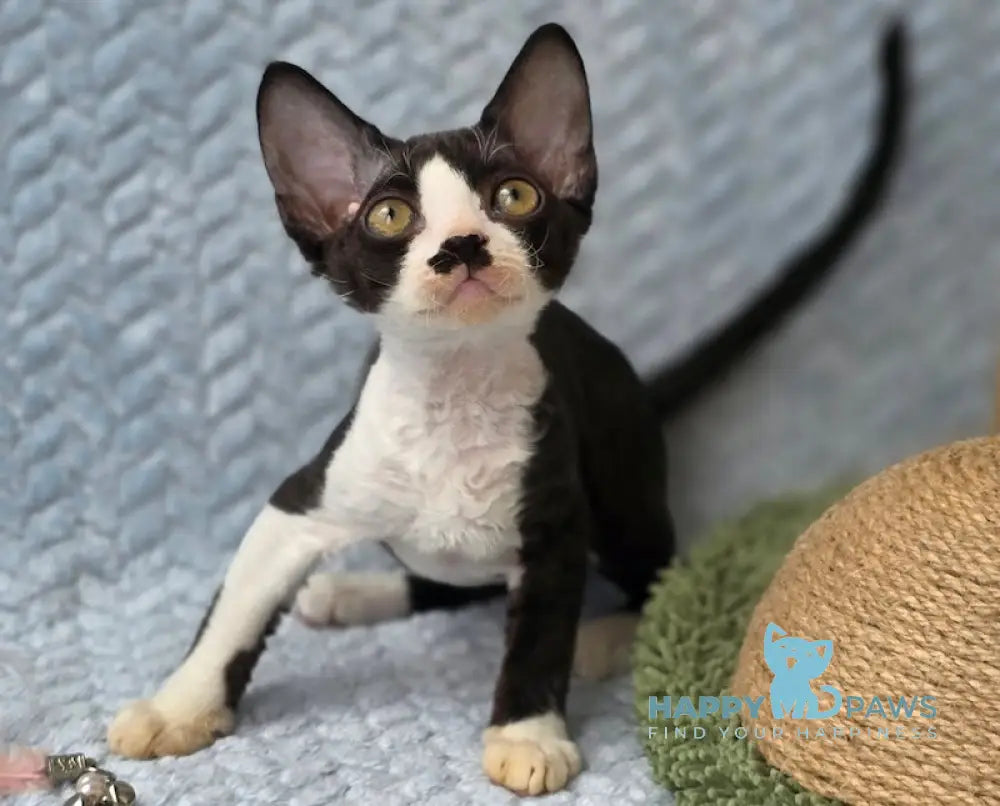 Wanessa Devon Rex female black bicolour live animals